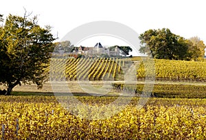 Chateau d Yquem, France. The Winemaker Produce the Famous Sauternes. photo