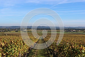 Chateau d`Yquem Wineyards