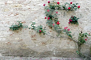 Chateau stone wall rose climber photo