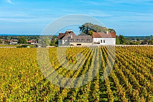 Chateau with vineyards in the autumn season, Burgundy, France