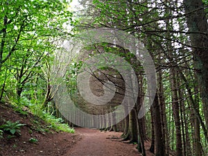 Chatelherault country park tree-lined path photo