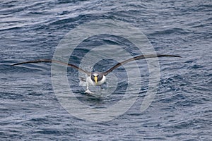 Chatham Albatross, Thalassarche eremita
