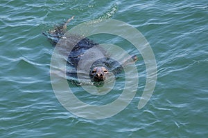 Chatham Gray Seal Swimming in Clear Turquoise Water