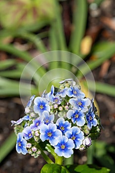 Chatham Islands lily (myosotidium hortensia photo