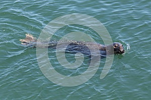 Chatham Swimming Gray Seal