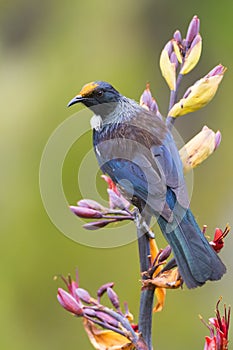 Chatham Tui, Prosthemadera novaeseelandiae chathamensis