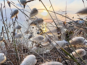 Chaton or Lagurus ovatus plant grass over sunset in Bretagne photo