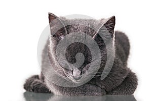 Chatreaux Kitten Sleeping