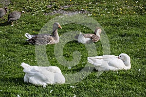 Chattering geese on meadow photo