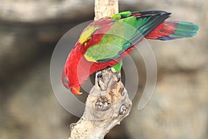 Chattering lory
