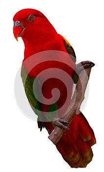 Chattering Lory