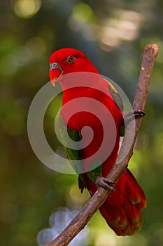 Chattering Lory