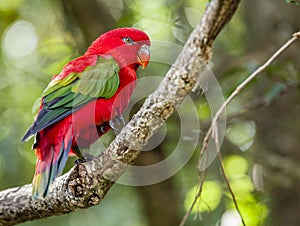 Chattering Lory