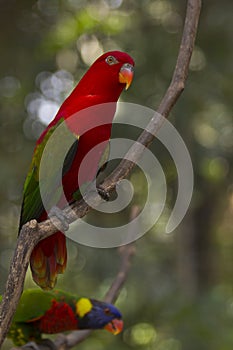Chattering Lory bird