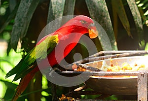 Chattering lory
