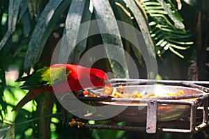 Chattering lory