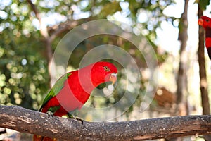 Chattering lory lorius garrulus