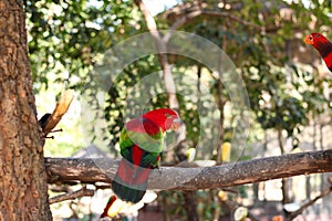 Chattering lory lorius garrulus