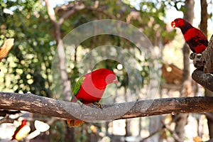 Chattering lory lorius garrulus