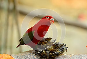 Chattering Lory (Lorius garrulus)