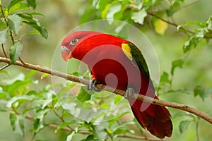 Chattering Lory (Lorius garrulus)