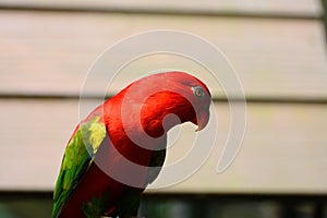 Chattering Lory (Lorius garrulus)