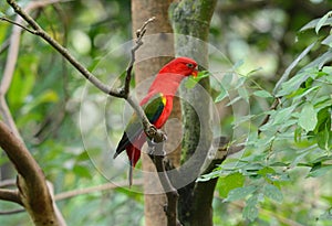 Chattering Lory (Lorius garrulus)