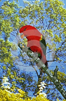 Chattering Lory, lorius garrulus, Adult standing on Branch