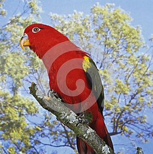 CHATTERING LORY lorius garrulus, ADULTE STANDING ON BRANCH photo