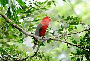 Chattering Lory (Lorius garrulus)