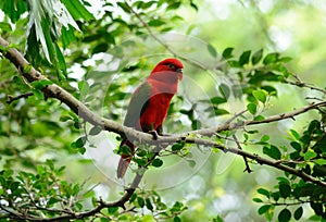 Chattering Lory (Lorius garrulus)