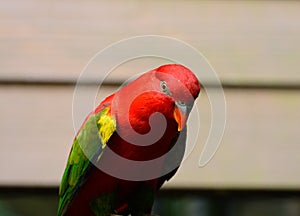 Chattering Lory (Lorius garrulus)
