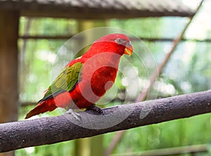 Chattering lory (Lorius garrulus) parrot sitting on branch