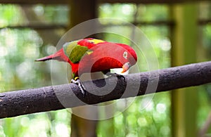 Chattering lory (Lorius garrulus) parrot sitting on branch