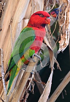 Chattering lory - Oudtshoorn, South Africa