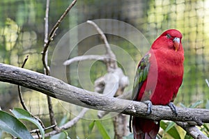 The chattering lory is perched on a tree