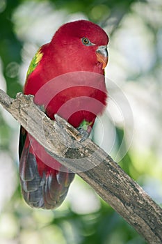 The chattering lory is perched in a tree