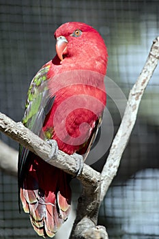 The chattering lory is perched in a tree