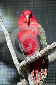 The chattering lory is perched in a tree