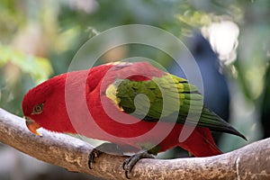 the chattering lory is perched on a tree