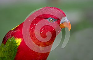 Chattering lory portrait