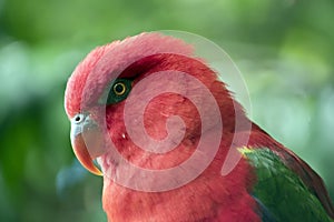 The chattering lory is a red bird with an orange bill