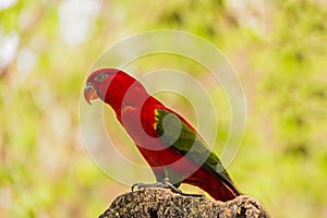 Chattering Lory resting on a twig