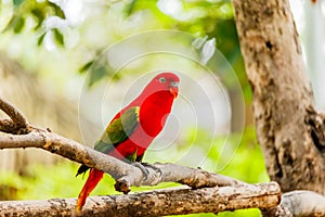 Chattering lory sitting on a tree branch.