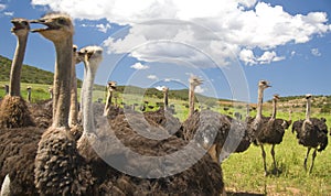Chattering Ostriches photo
