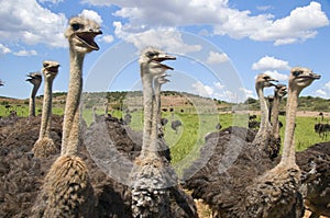 Chattering Ostriches photo