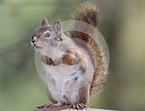 Chattering Squirrel photo
