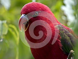 The chatting lory makes a lovely pet