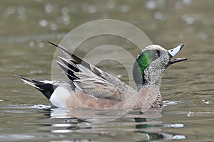 Chatty American Wigeon