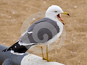 Chatty Seagull on the shore